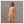 LUCILLA KAFTAN